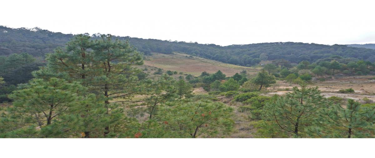 Foto de terreno habitacional en venta en  , san pedro tlachichilco, acaxochitlán, hidalgo, 0 No. 05