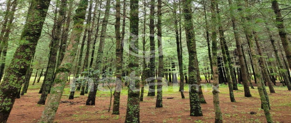 Foto de terreno habitacional en venta en  , san salvador el verde, san salvador el verde, puebla, 0 No. 04