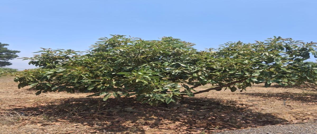 Foto de rancho en venta en san sebastián del sur , san sebastián del sur, gómez farías, jalisco, 0 No. 03