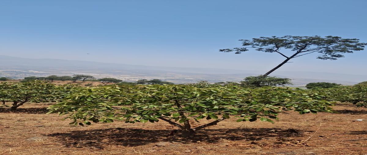Foto de rancho en venta en san sebastián del sur , san sebastián del sur, gómez farías, jalisco, 0 No. 05