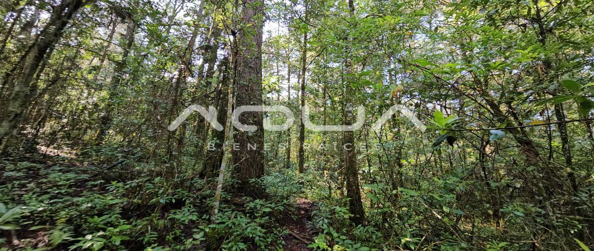 Foto de terreno habitacional en san simon el alto , san simón el alto, valle de bravo, méxico, 0 foto 05 Foto de terreno habitacional en venta en san simon el alto , san simón el alto, valle de bravo, méxico, 0 No. 05
