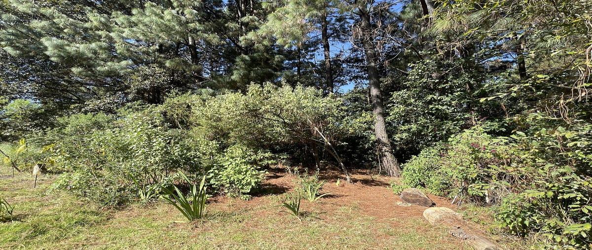 Foto de casa en renta en san simón el alto , san simón el alto, valle de bravo, méxico, 31082206 No. 04