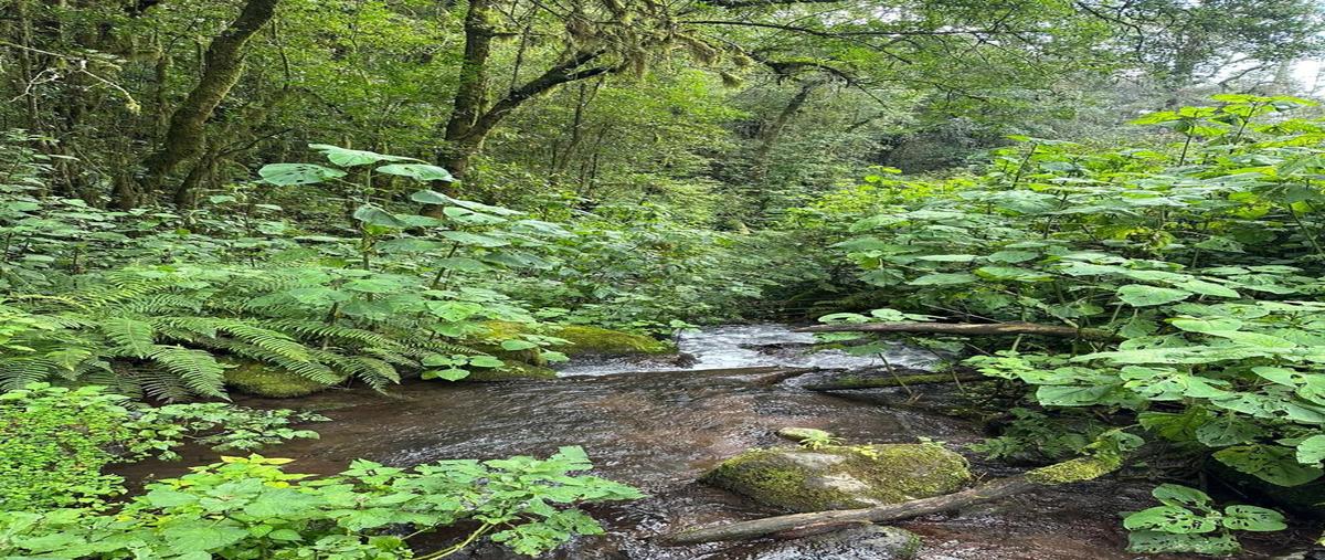 Foto de terreno habitacional en venta en san simón el alto , tenantongo, valle de bravo, méxico, 28547525 No. 04