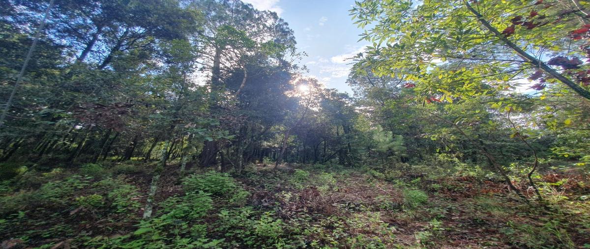 Foto de terreno habitacional en venta en  , san simón el alto, valle de bravo, méxico, 0 No. 03
