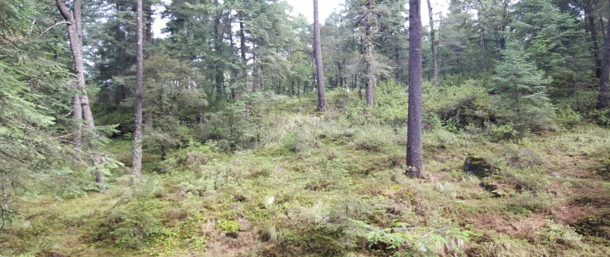 Foto de terreno habitacional en venta en  , san simón el alto, valle de bravo, méxico, 0 No. 05