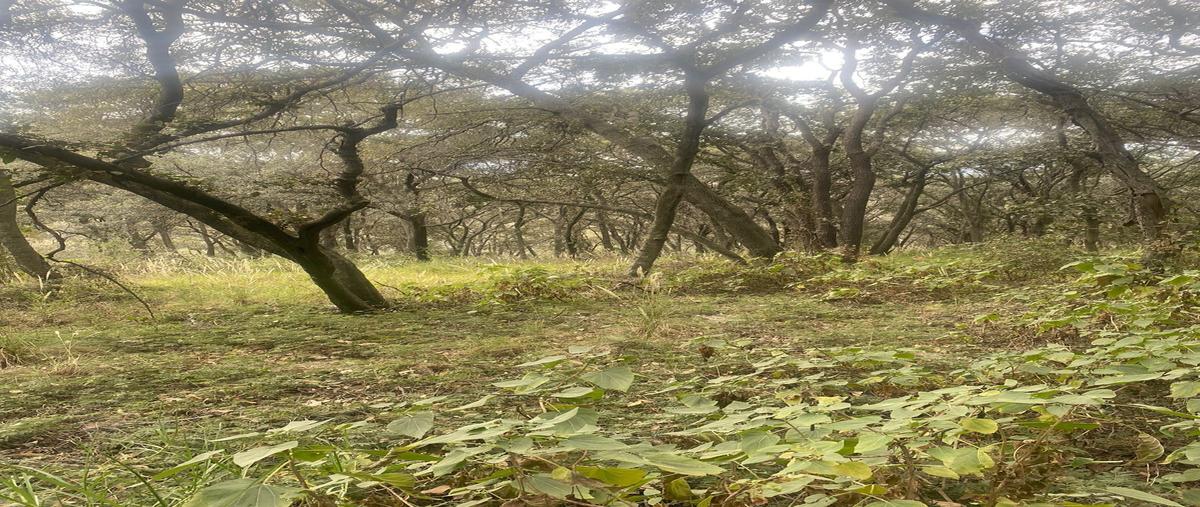 Foto de terreno habitacional en venta en santa ana jilotzingo , santa ana jilotzingo, jilotzingo, méxico, 0 No. 03