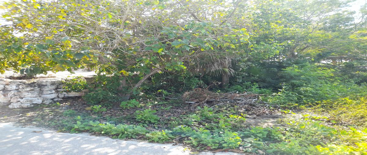 Foto de terreno habitacional en renta en  , santa clara, dzidzantún, yucatán, 27776134 No. 03