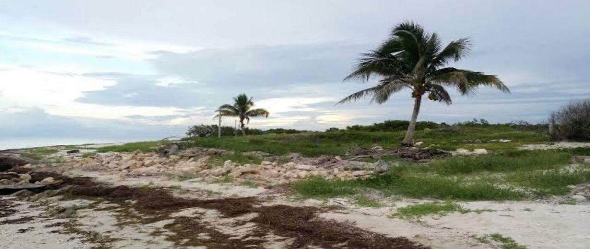 Foto de terreno habitacional en , santa clara, dzidzantún, yucatán, 0 foto 03 Foto de terreno habitacional en venta en , santa clara, dzidzantún, yucatán, 0 No. 03
