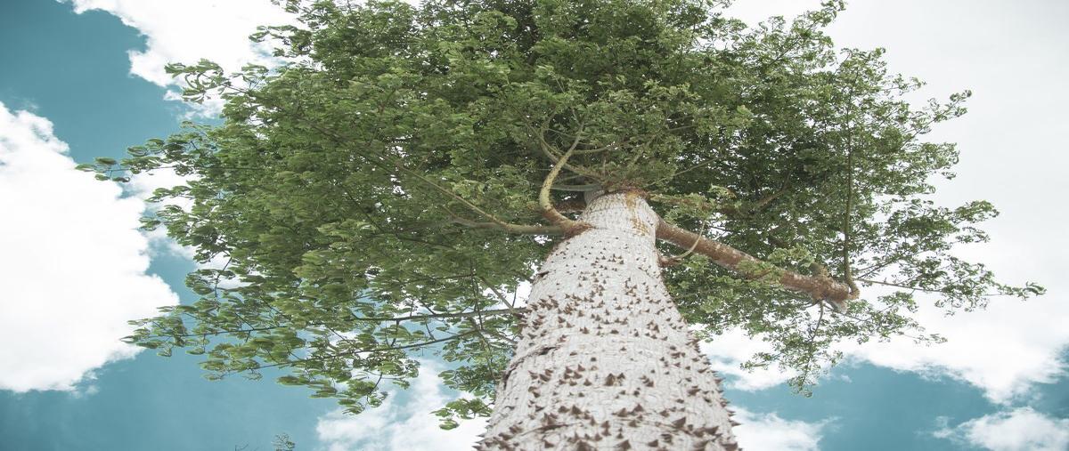 Foto de terreno habitacional en venta en santa clara , santa clara, dzidzantún, yucatán, 0 No. 04