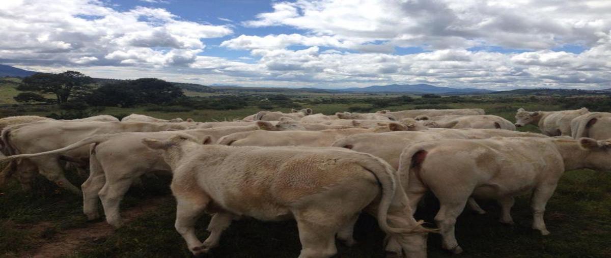 Foto de terreno habitacional en , santa cruz ojo de agua, epitacio huerta, michoacán de ocampo, 0 foto 01 Foto de terreno habitacional en venta en , santa cruz ojo de agua, epitacio huerta, michoacán de ocampo, 0 No. 01