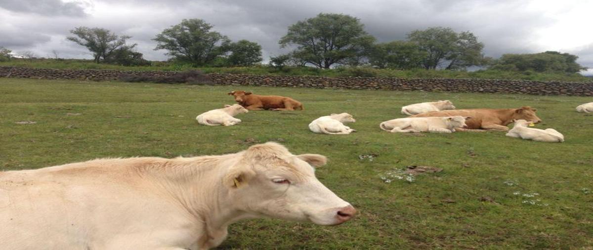 Foto de terreno habitacional en , santa cruz ojo de agua, epitacio huerta, michoacán de ocampo, 0 foto 02 Foto de terreno habitacional en venta en , santa cruz ojo de agua, epitacio huerta, michoacán de ocampo, 0 No. 02