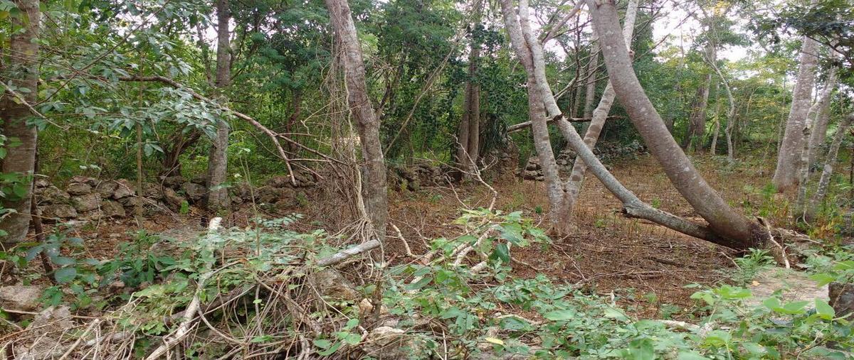 Foto de terreno habitacional en venta en  , santa cruz, valladolid, yucatán, 27708578 No. 03