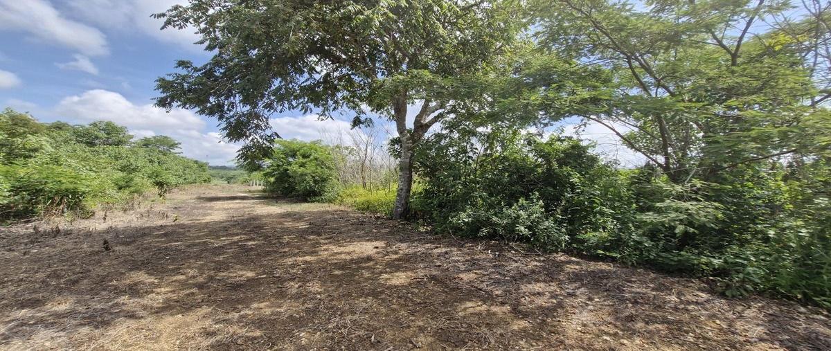 Foto de terreno habitacional en venta en  , santa inés bellavista, berriozábal, chiapas, 28594040 No. 05