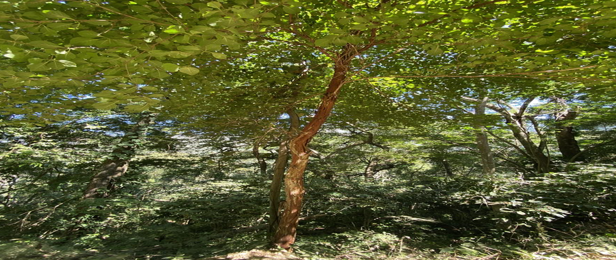 Foto de terreno habitacional en venta en  , santiago xanica, santiago xanica, oaxaca, 0 No. 03