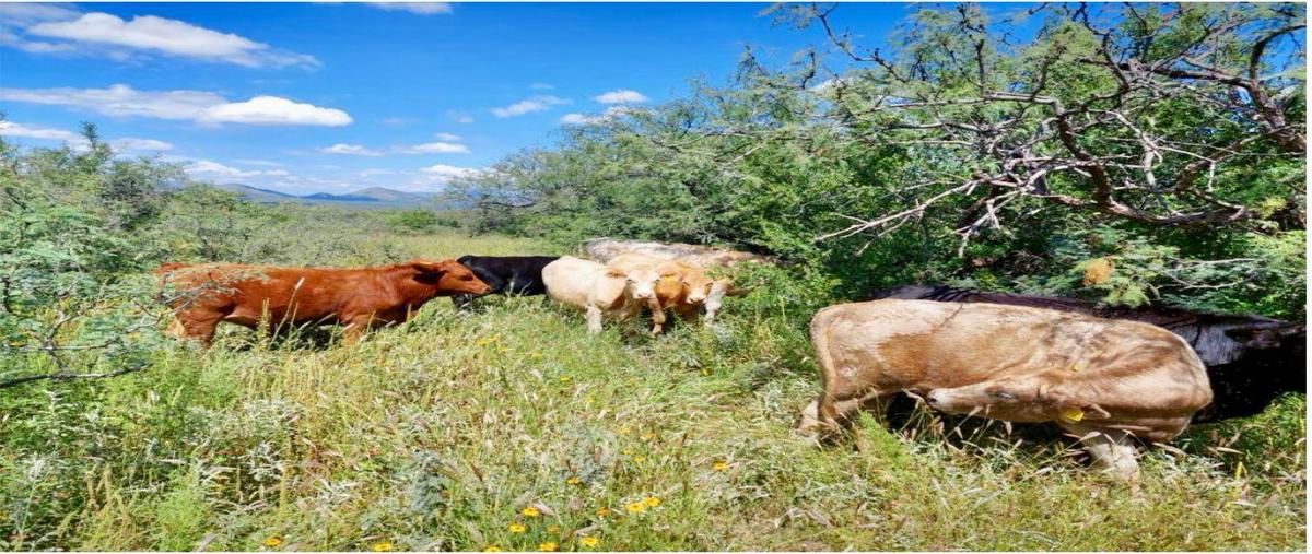 Foto de rancho en , satevo, satevó, chihuahua, 0 foto 01 Foto de rancho en venta en , satevo, satevó, chihuahua, 0 No. 01