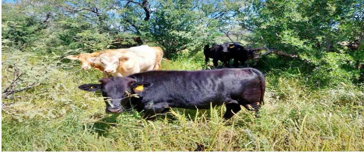 Foto de rancho en , satevo, satevó, chihuahua, 0 foto 02 Foto de rancho en venta en , satevo, satevó, chihuahua, 0 No. 02