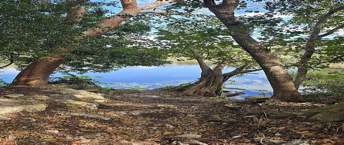 Foto de rancho en venta en s/c , buctzotz, buctzotz, yucatán, 0 No. 03