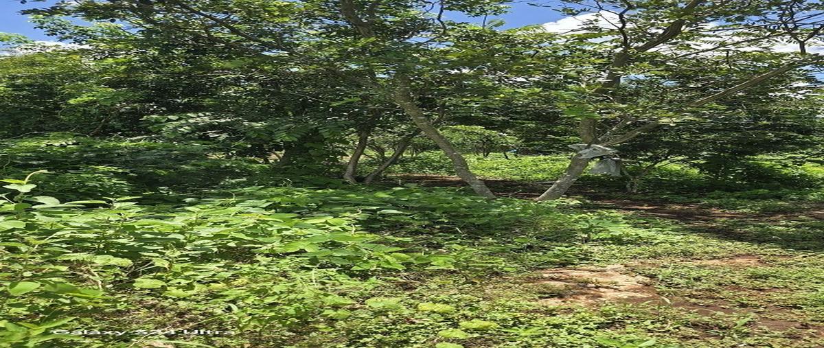 Foto de terreno habitacional en venta en s/c , chan yokdzonot, valladolid, yucatán, 0 No. 04