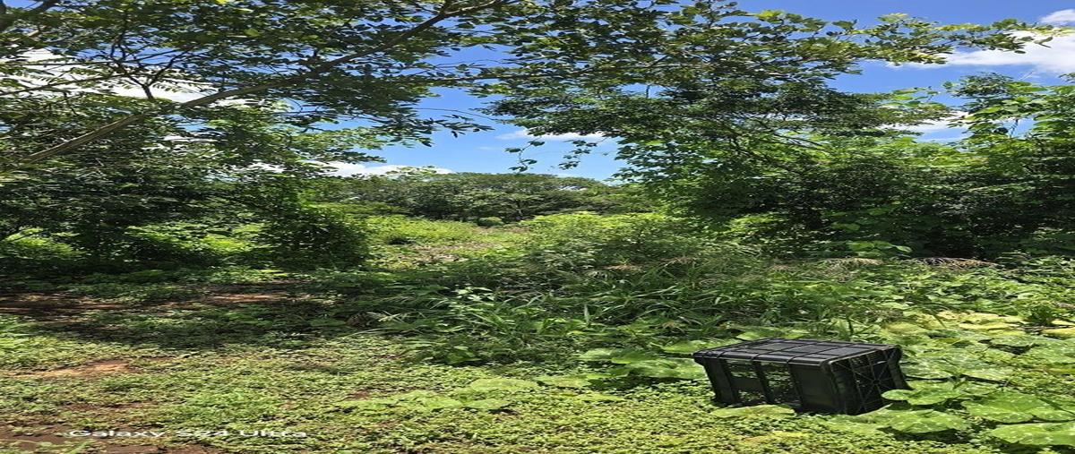 Foto de terreno habitacional en venta en s/c , chan yokdzonot, valladolid, yucatán, 0 No. 05