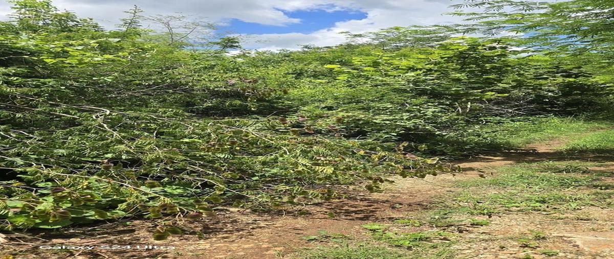 Foto de terreno habitacional en venta en s/c , ebtun, valladolid, yucatán, 0 No. 03