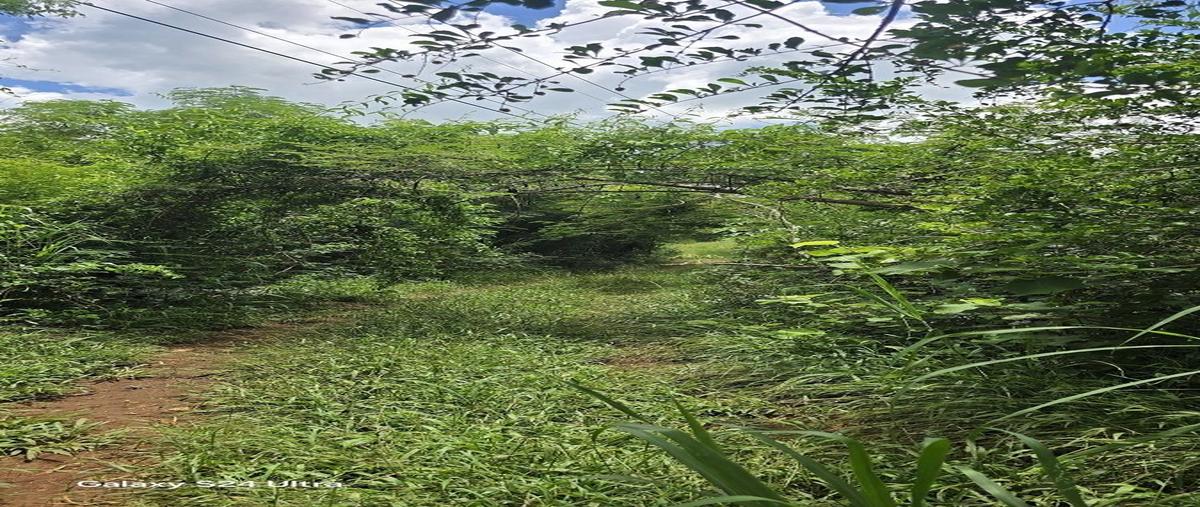 Foto de terreno habitacional en venta en s/c , ebtun, valladolid, yucatán, 0 No. 05