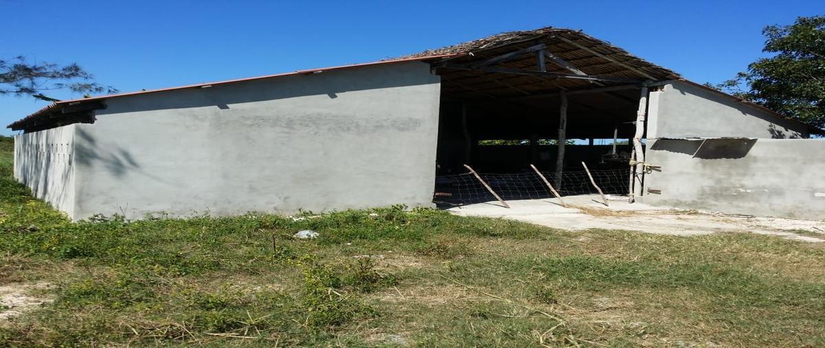 Foto de rancho en venta en s/c , san francisco, panabá, yucatán, 16261450 No. 04