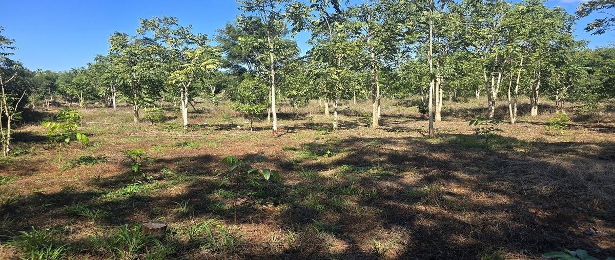 Foto de terreno habitacional en venta en s/c , temozon, temozón, yucatán, 0 No. 03