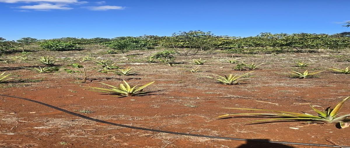 Foto de terreno habitacional en venta en s/c , temozon, temozón, yucatán, 0 No. 04