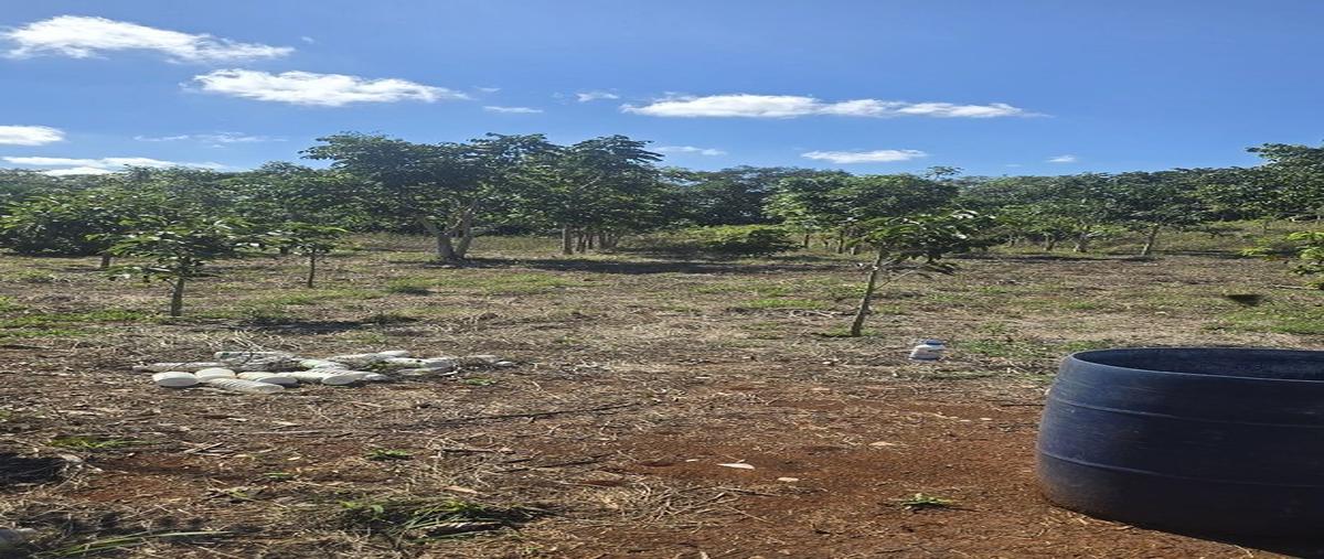 Foto de terreno habitacional en venta en s/c , temozon, temozón, yucatán, 0 No. 05
