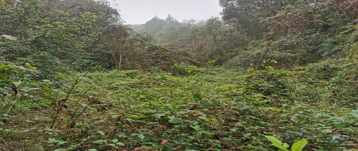 Foto de rancho en sección octava , san juan xiutetelco, xiutetelco, puebla, 23254485 foto 04 Foto de rancho en venta en sección octava , san juan xiutetelco, xiutetelco, puebla, 23254485 No. 04