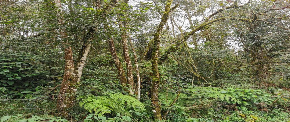 Foto de rancho en sección octava , san juan xiutetelco, xiutetelco, puebla, 23254485 foto 05 Foto de rancho en venta en sección octava , san juan xiutetelco, xiutetelco, puebla, 23254485 No. 05