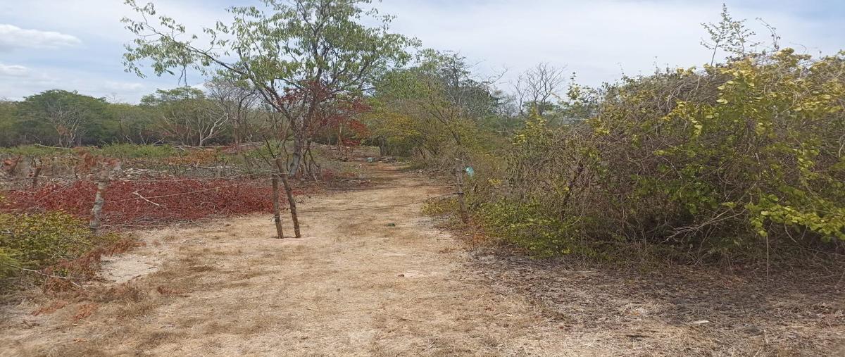 Foto de terreno habitacional en venta en  , seye, seyé, yucatán, 27681750 No. 04