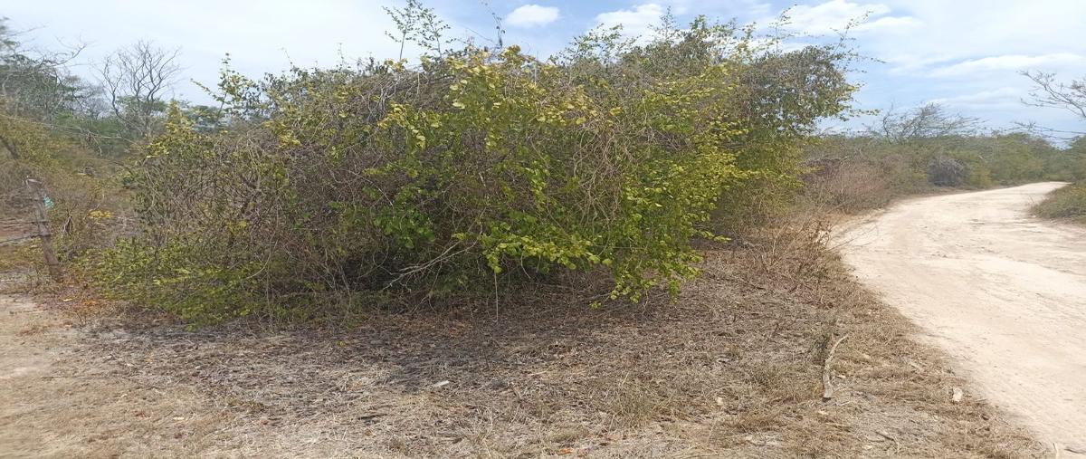 Foto de terreno habitacional en venta en  , seye, seyé, yucatán, 27681750 No. 05