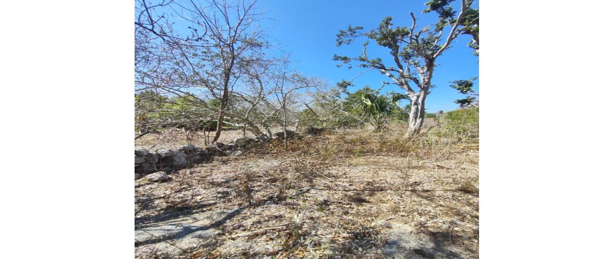 Foto de terreno habitacional en venta en  , seye, seyé, yucatán, 0 No. 04