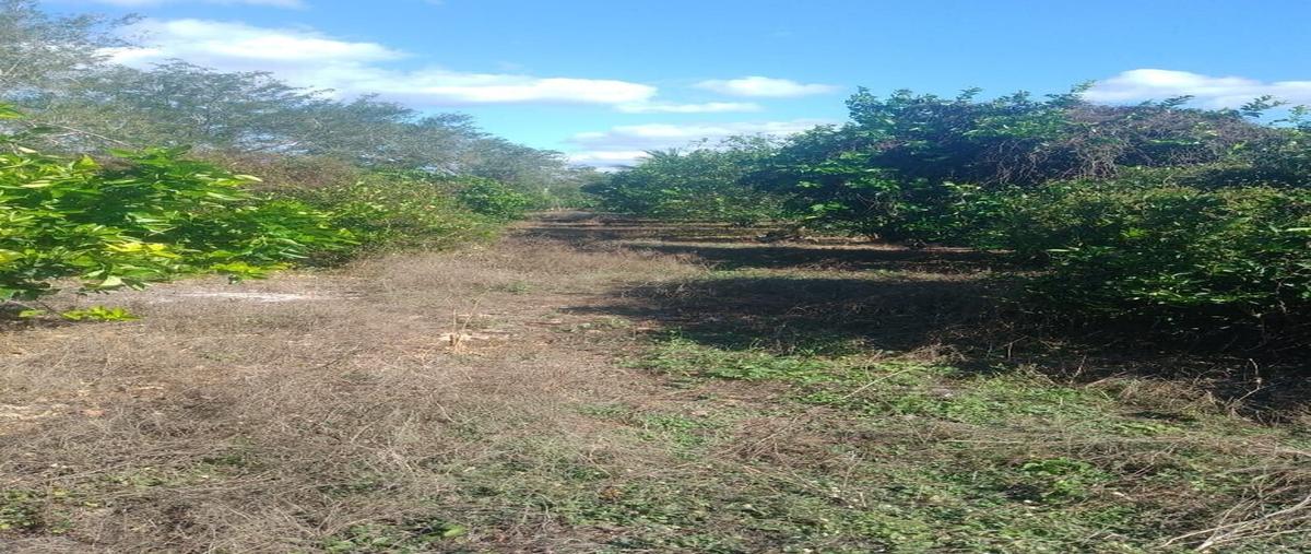 Foto de rancho en venta en  , seye, seyé, yucatán, 0 No. 03