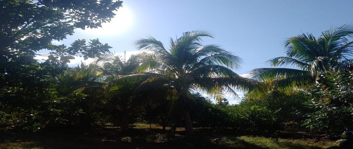 Foto de rancho en venta en  , seye, seyé, yucatán, 0 No. 04