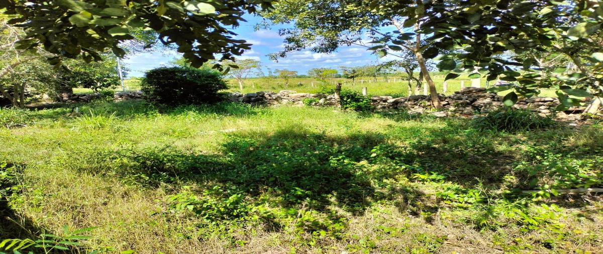 Foto de rancho en seye whi312340, seye, seyé, yucatán, 0 foto 05 Foto de rancho en venta en seye whi312340, seye, seyé, yucatán, 0 No. 05
