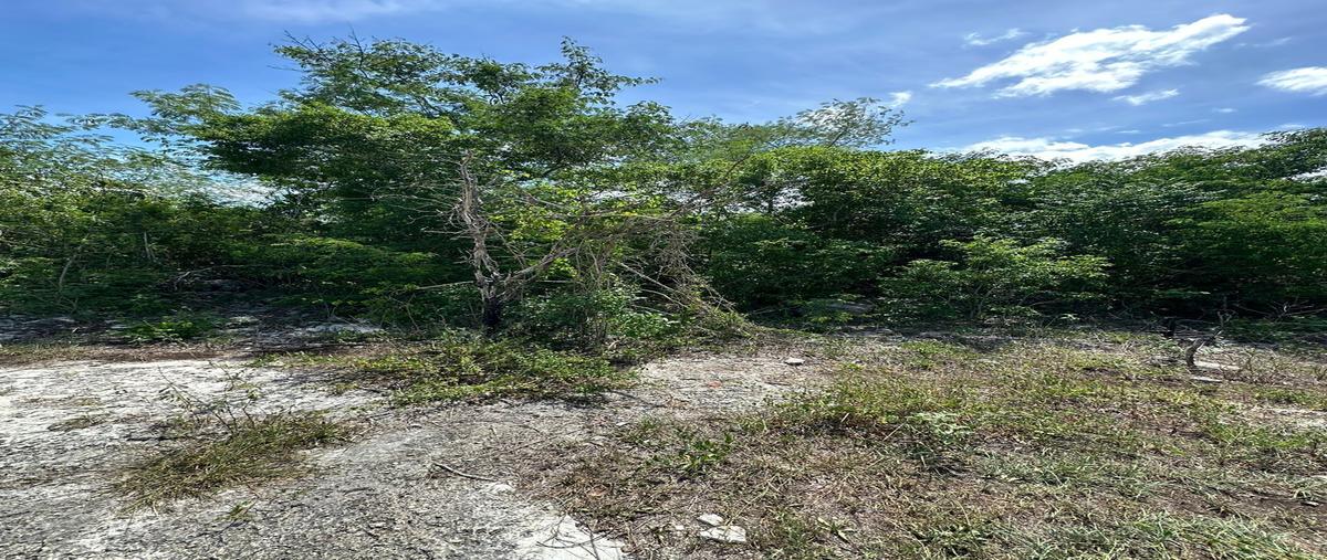 Foto de terreno habitacional en , sierra papacal, mérida, yucatán, 28252141 foto 03 Foto de terreno habitacional en venta en , sierra papacal, mérida, yucatán, 28252141 No. 03