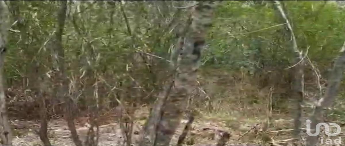 Foto de terreno habitacional en venta en sin calle , dzidzantun, dzidzantún, yucatán, 0 No. 03