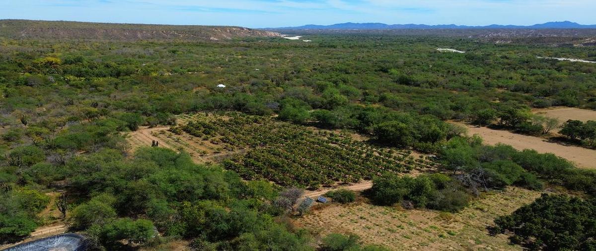 Foto de terreno habitacional en venta en sin calle , el zacatal, los cabos, baja california sur, 27911694 No. 05