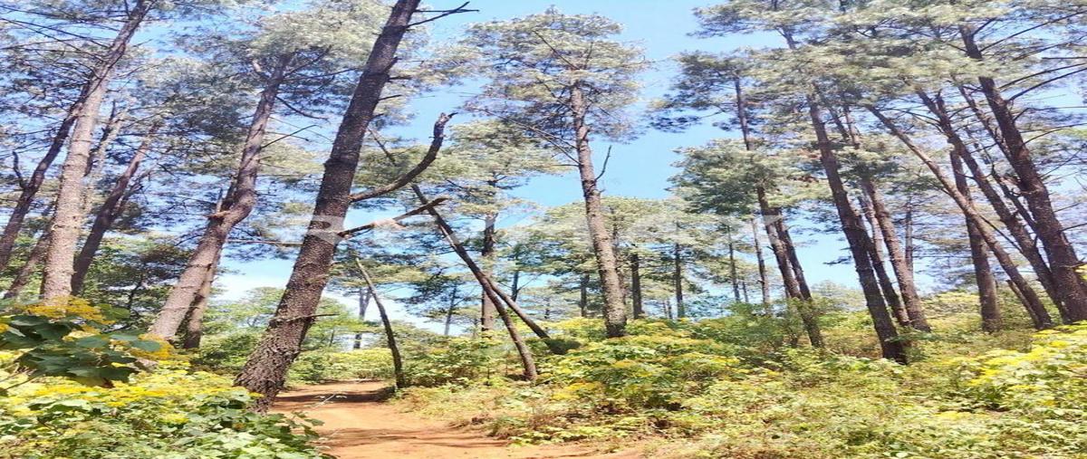 Foto de terreno habitacional en sin calle , la sierrita, san simón de guerrero, méxico, 0 foto 05 Foto de terreno habitacional en venta en sin calle , la sierrita, san simón de guerrero, méxico, 0 No. 05