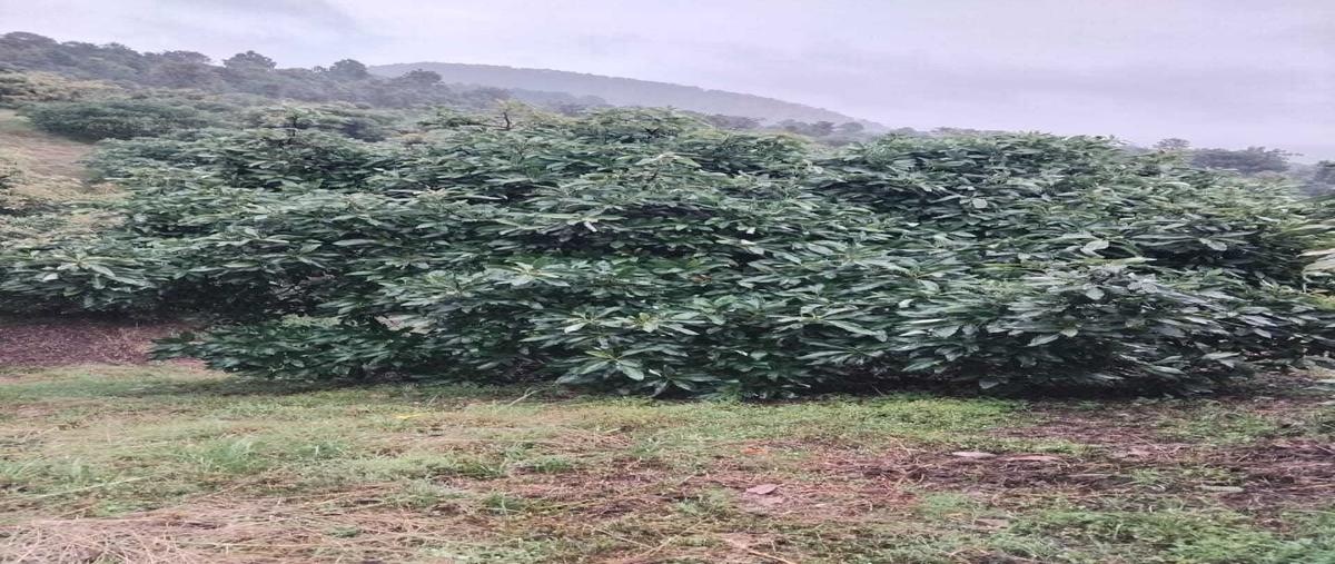 Foto de rancho en venta en sin nombre , las adelitas, zacapu, michoacán de ocampo, 29310406 No. 02