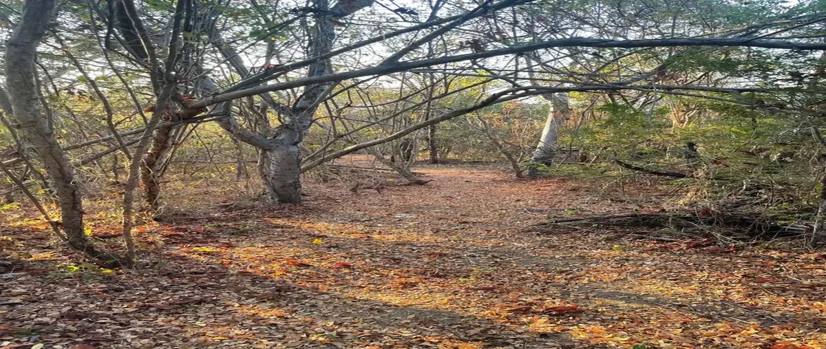 Foto de terreno habitacional en venta en sin nombre sin número, el colorado, san pedro pochutla, oaxaca, 29942190 No. 05