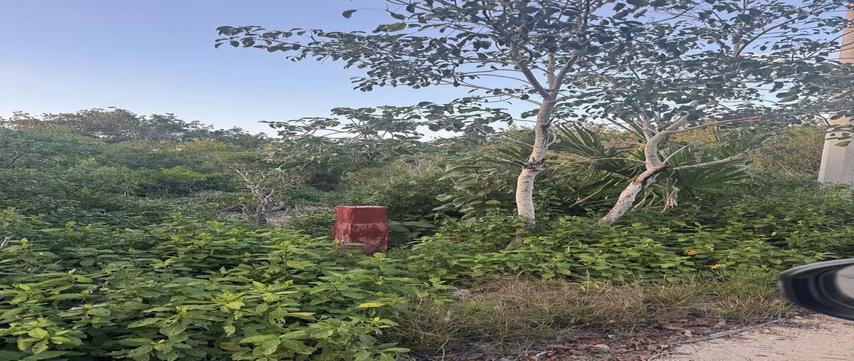 Foto de terreno habitacional en venta en  , sisal, hunucmá, yucatán, 28216000 No. 03