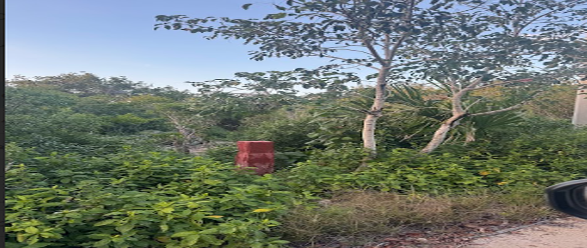 Foto de terreno habitacional en , sisal, hunucmá, yucatán, 0 foto 05 Foto de terreno habitacional en venta en , sisal, hunucmá, yucatán, 0 No. 05