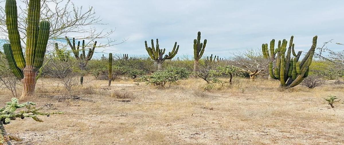 Foto de terreno habitacional en venta en sn , calafia, la paz, baja california sur, 0 No. 03
