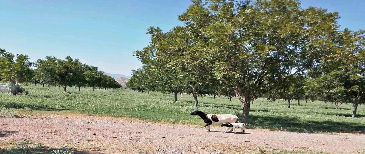 Foto de rancho en s/n , la loma, lerdo, durango, 0 foto 02 Foto de rancho en venta en s/n , la loma, lerdo, durango, 0 No. 02