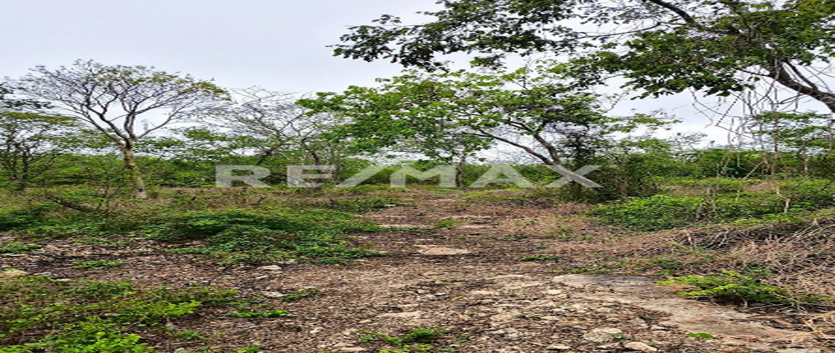 Foto de terreno comercial en sn , san pedro camara, motul, yucatán, 0 foto 03 Foto de terreno comercial en venta en sn , san pedro camara, motul, yucatán, 0 No. 03