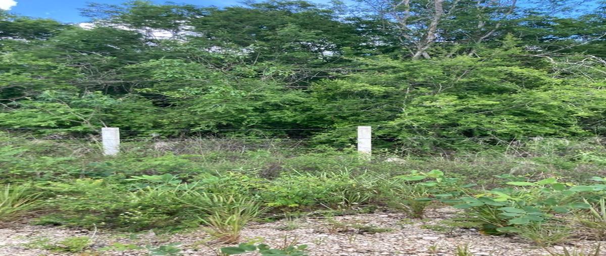 Foto de terreno comercial en venta en sn , xaya, tekax, yucatán, 26019919 No. 04