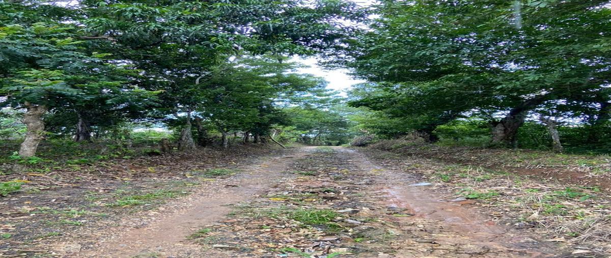 Foto de terreno habitacional en venta en  , soconusco, soconusco, veracruz de ignacio de la llave, 25673235 No. 03
